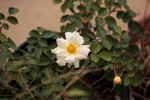 Republic of Texas rose photo