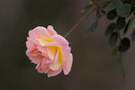 Republic of Texas rose photo
