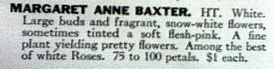 Margaret Anne Baxter rose photo