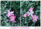 Elégante Danseuse rose photo