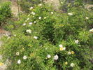 Jeanny Soupert rose photo