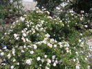 Jeanny Soupert rose photo