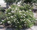 Jeanny Soupert rose photo