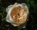 Troilus rose photo