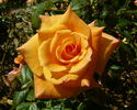Peacekeeper rose photo