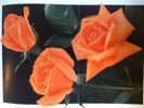Token rose photo
