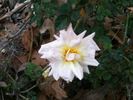 Republic of Texas rose photo
