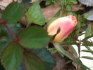 Republic of Texas rose photo