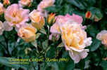 Champagne Pearl rose photo