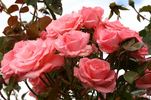 Agatha Christie rose photo