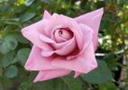 Always On My Mind rose photo