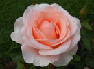 Anne Hathaway rose photo