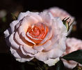 Apricot Abundance rose photo