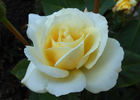 April Moon rose photo