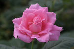 Aunt Honey rose photo