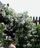 Jeanne d'Arc rose photo