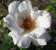 Innocence rose photo