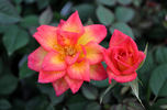 Best Friends rose photo