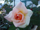 Big Apricot rose photo