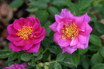 Blue Peter rose photo