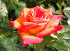 Brenda Lee rose photo
