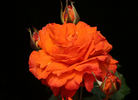 Bright Fire rose photo