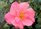 Butterfly Magic rose photo