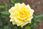 Buttermint ™ rose photo