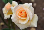 By Appointment rose photo