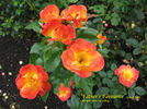 Father's Favourite rose photo