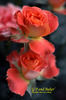 G.P. rose photo
