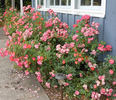 Carpet of Color rose photo