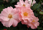 Charles Kuralt ™ rose photo