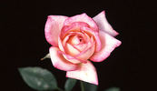 Charmglo rose photo