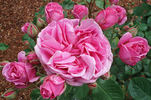 Charmian ® rose photo