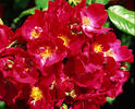 Cherries Jubilee ™ rose photo