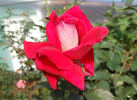 Cherry Cordial rose photo