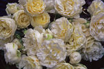 Christmas Snow ™ rose photo