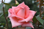 Cloud Nine rose photo