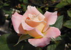 Cole Miners Daughter rose photo