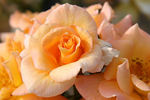 Coronation rose photo