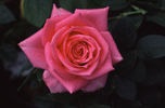 Cynthia rose photo