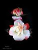 Arcanum rose photo