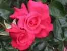 Dizzy Heights rose photo