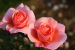 Douglas Gandy rose photo