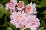 Everblooming Cl. Cecile Brunner rose photo