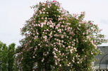 Everblooming Cl. Cecile Brunner rose photo