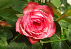 Fair Dinkum ™ rose photo