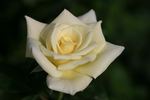 Fairhope rose photo