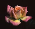 Fancy Pants ™ rose photo